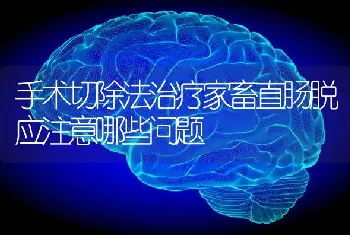 手术切除法治疗家畜直肠脱应注意哪些问题