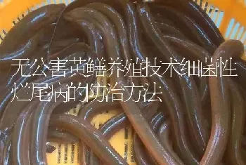 无公害黄鳝养殖技术细菌性烂尾病的防治方法