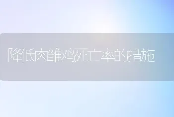 降低肉雏鸡死亡率的措施