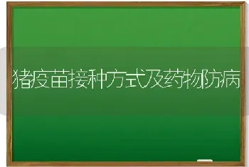 猪疫苗接种方式及药物防病