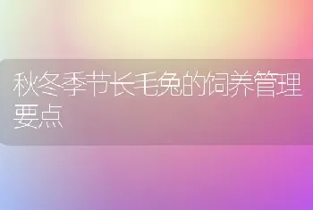 秋冬季节长毛兔的饲养管理要点