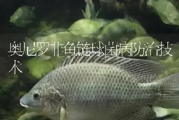 奥尼罗非鱼链球菌病防治技术