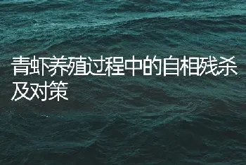 青虾养殖过程中的自相残杀及对策