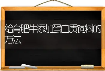 给育肥牛添加蛋白质饲料的方法