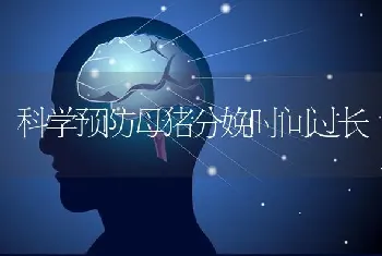 科学预防母猪分娩时间过长