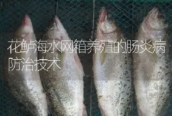 花鲈海水网箱养殖的肠炎病防治技术