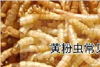 黄粉虫常见病害防治方法