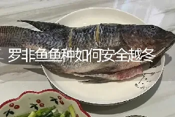 罗非鱼鱼种如何安全越冬