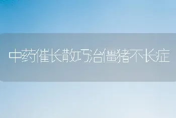 中药催长散巧治僵猪不长症