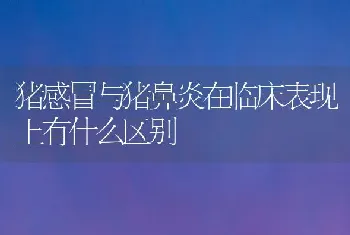 猪感冒与猪鼻炎在临床表现上有什么区别