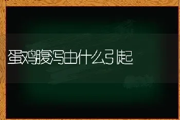 蛋鸡腹泻由什么引起