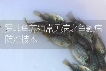 罗非鱼养殖常见病之鱼鲺病防治技术