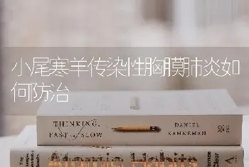 小尾寒羊传染性胸膜肺炎如何防治