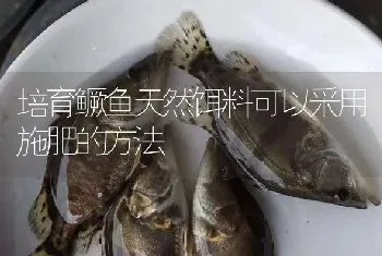 培育鳜鱼天然饵料可以采用施肥的方法