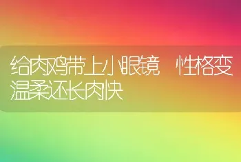 给肉鸡带上小眼镜 性格变温柔还长肉快