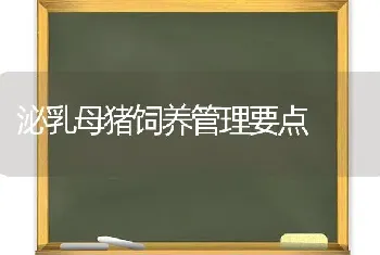 泌乳母猪饲养管理要点