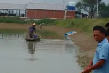 好行情催生鲮鱼养殖热！这样养的养殖户能赚钱