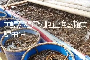 黄鳝养殖户如何正确运输黄鳝苗种