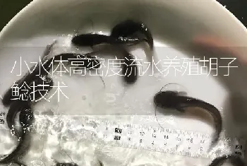 小水体高密度流水养殖胡子鲶技术