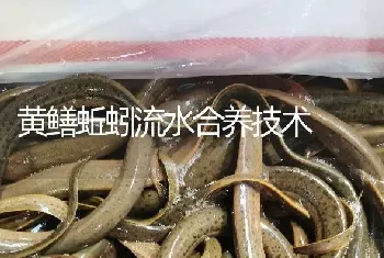 黄鳝蚯蚓流水合养技术