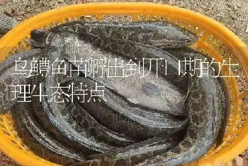 乌鳢鱼苗孵出到开口期的生理生态特点