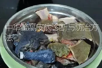 中华鳖腐皮病诊断与防治方法