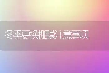 鸡群球虫免疫前后注意啥