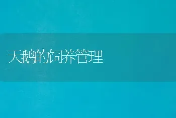 天鹅的饲养管理