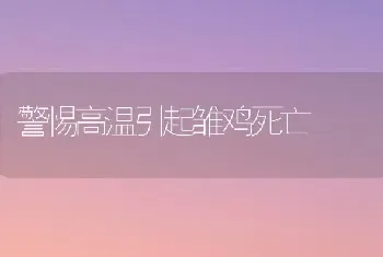 警惕高温引起雏鸡死亡