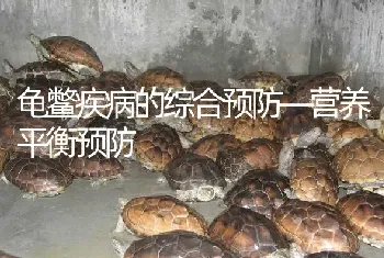 龟鳖疾病的综合预防—营养平衡预防