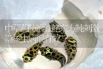 中草药防治红鳍东方鲀刺激隐核虫病很有效