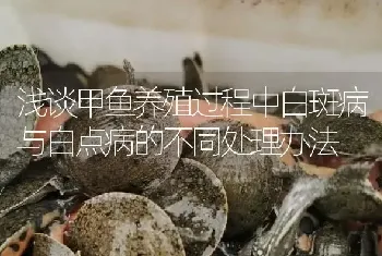 浅谈甲鱼养殖过程中白斑病与白点病的不同处理办法