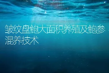 皱纹盘鲍大面积养殖及鲍参混养技术