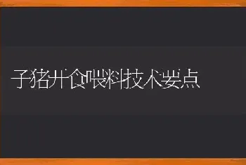 子猪开食喂料技术要点