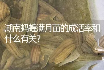 湖南蚂蝗满月苗的成活率和什么有关?