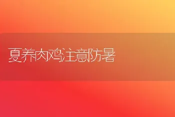 夏养肉鸡注意防暑