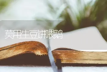 莫用生豆饼喂鹅