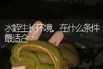 水蛭生长环境,在什么条件最适合