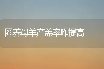 圈养母羊产羔率咋提高