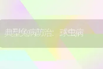 典型兔病防治:球虫病