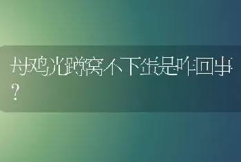 母鸡光蹲窝不下蛋是咋回事?