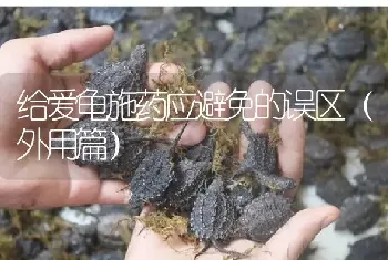 给爱龟施药应避免的误区(外用篇)