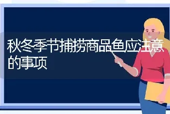 秋冬季节捕捞商品鱼应注意的事项