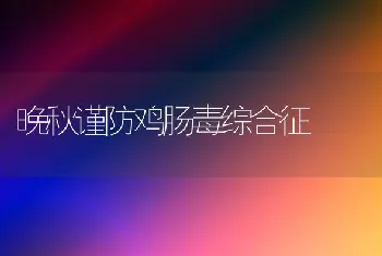 晚秋谨防鸡肠毒综合征