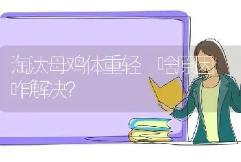 淘汰母鸡体重轻 啥原因 咋解决?