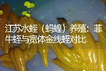 江苏水蛭(蚂蝗)养殖：菲牛蛭与宽体金线蛭对比