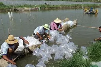 南美白对虾养殖池塘的碳氮调控技术