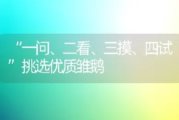 “一问、二看、三摸、四试”挑选优质雏鹅