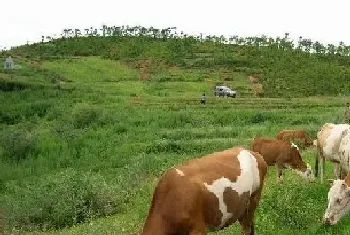 提高肉牛养殖收益的四点技巧分享