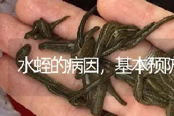 水蛭的病因,基本预防知识